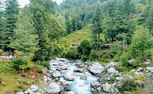 green trees and river during daytime